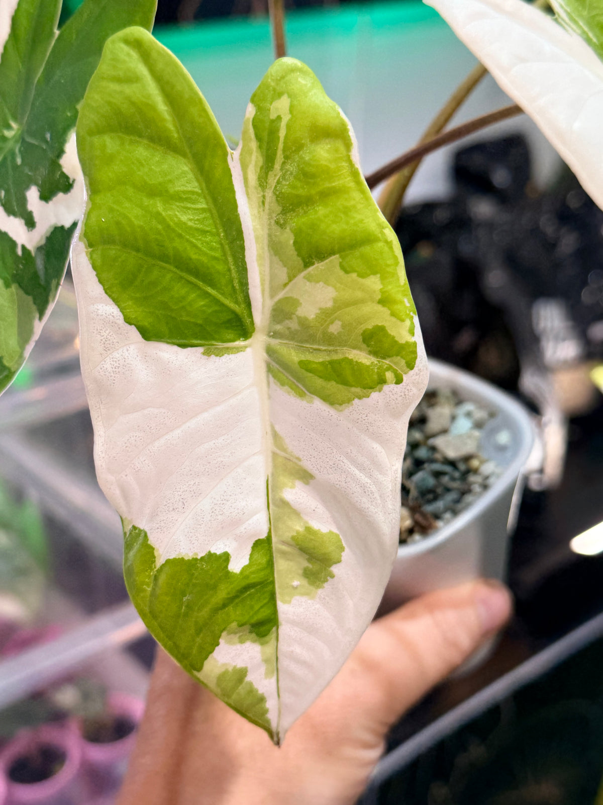 ALOCASIA FORNICATA ALBO VARIEGATED