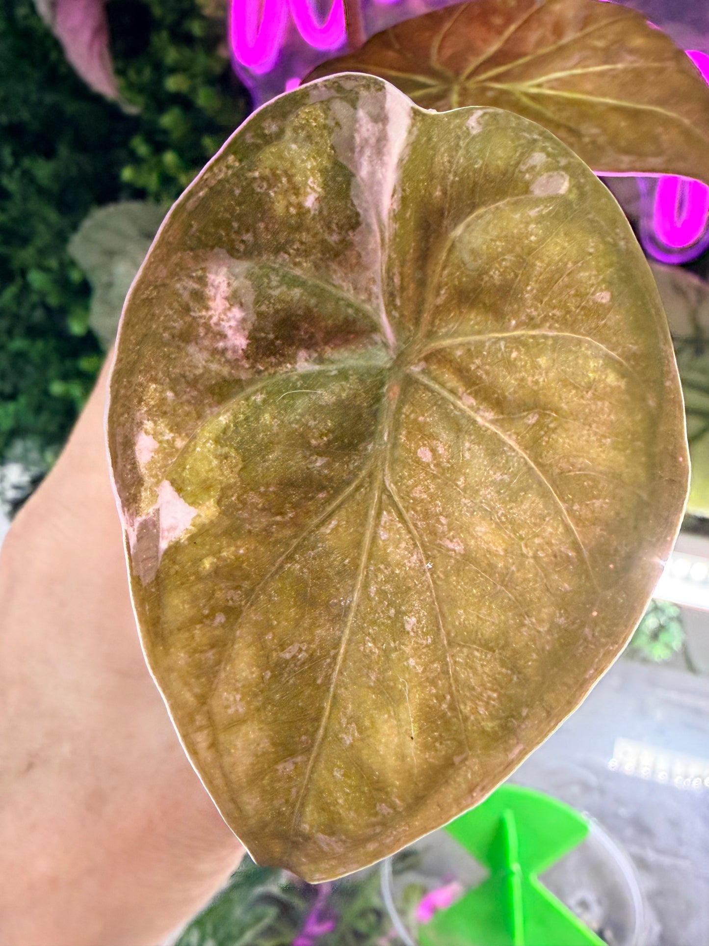 ALOCASIA WENTII PINK SPLASH