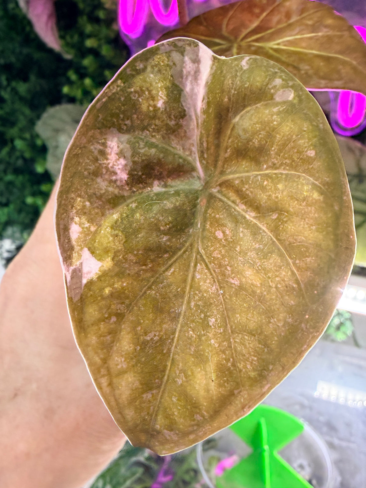 Alocasia wentii Pink Splash, deep reddish-green leaves with bronzed pink undersides