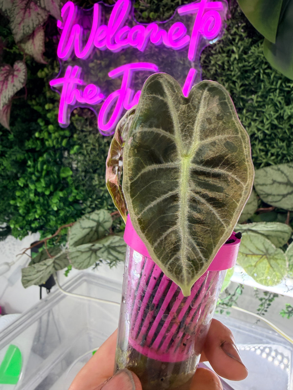 ALOCASIA WATSONIANA 'LIGHTNING' ALBO PINK VARIEGATED