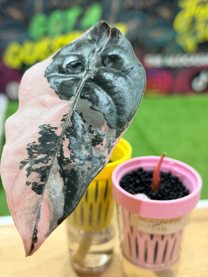 ALOCASIA CHANTRIERI PINK