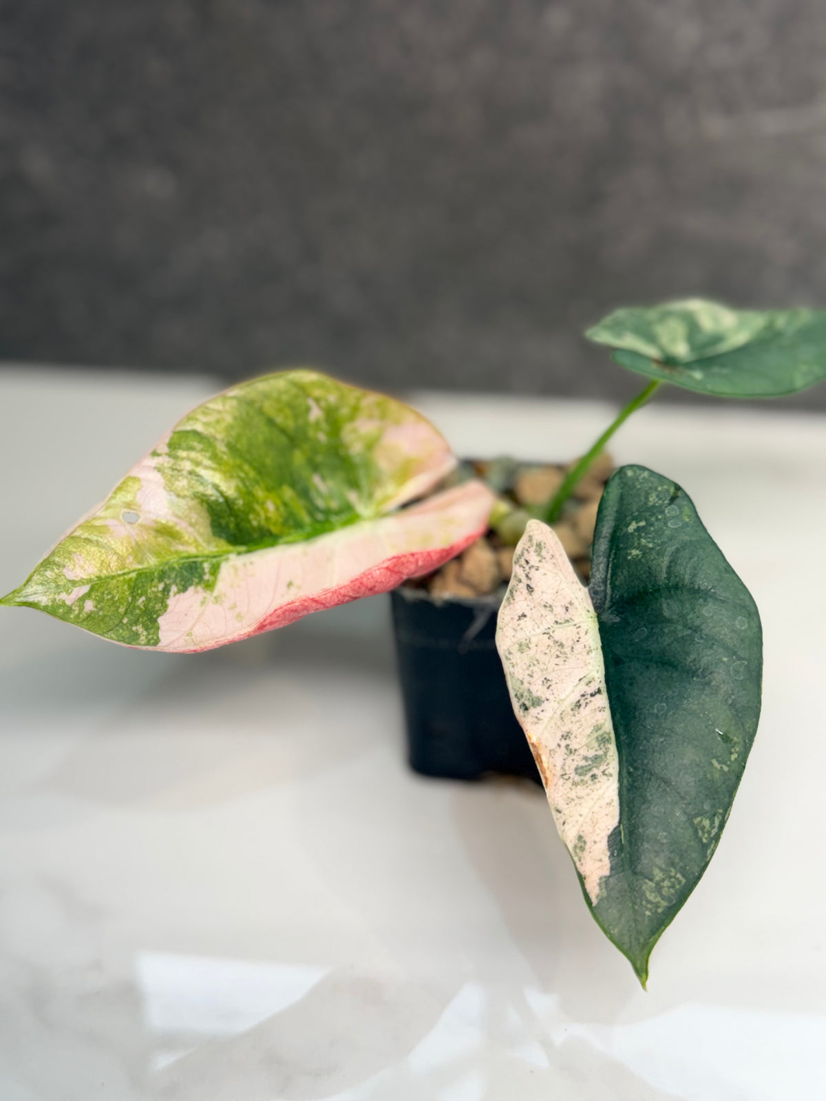 ALOCASIA REGINAE SILVER ALBO VARIEGATED