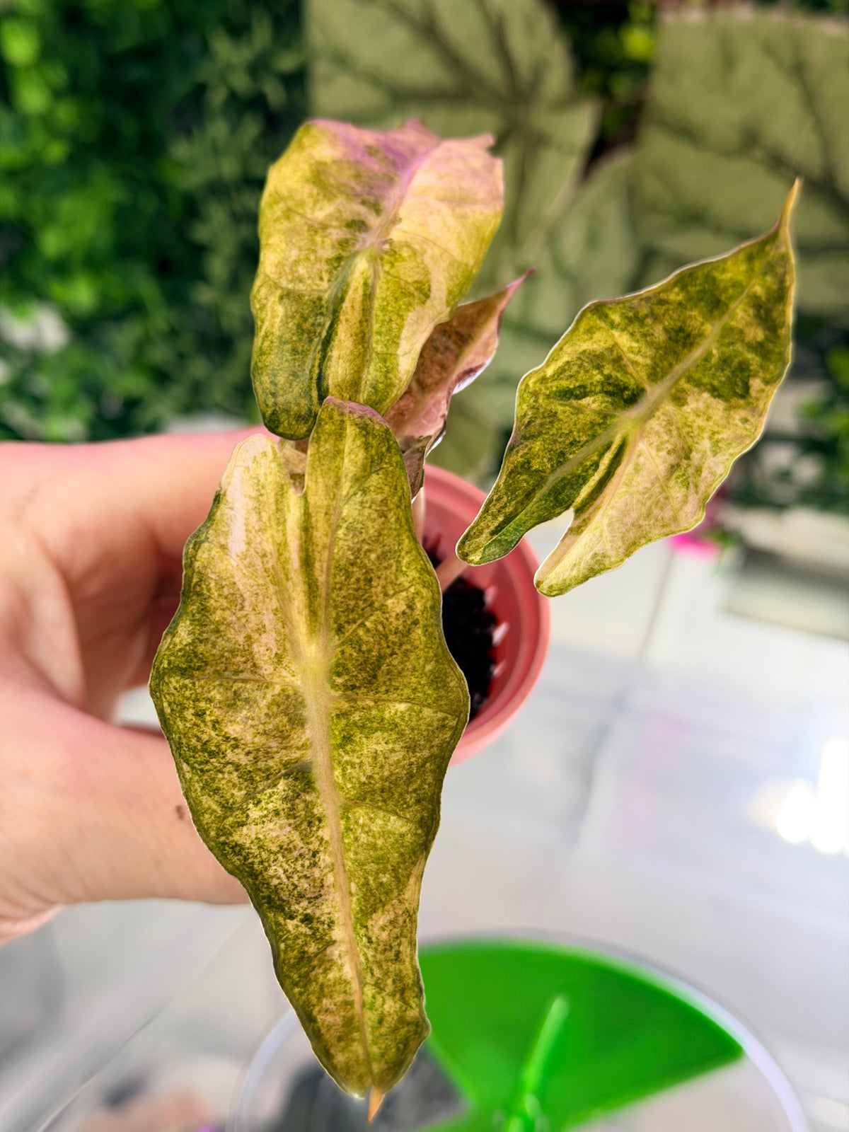 Alocasia 'Polly' Tri-Colour Variegated, pink, yellow and white marbling on arrow-shaped leaves