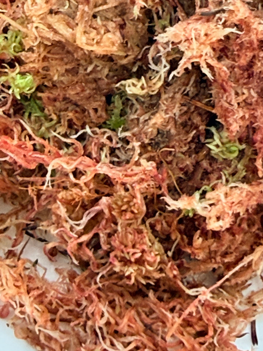 SPHAGNUM MOSS PINK