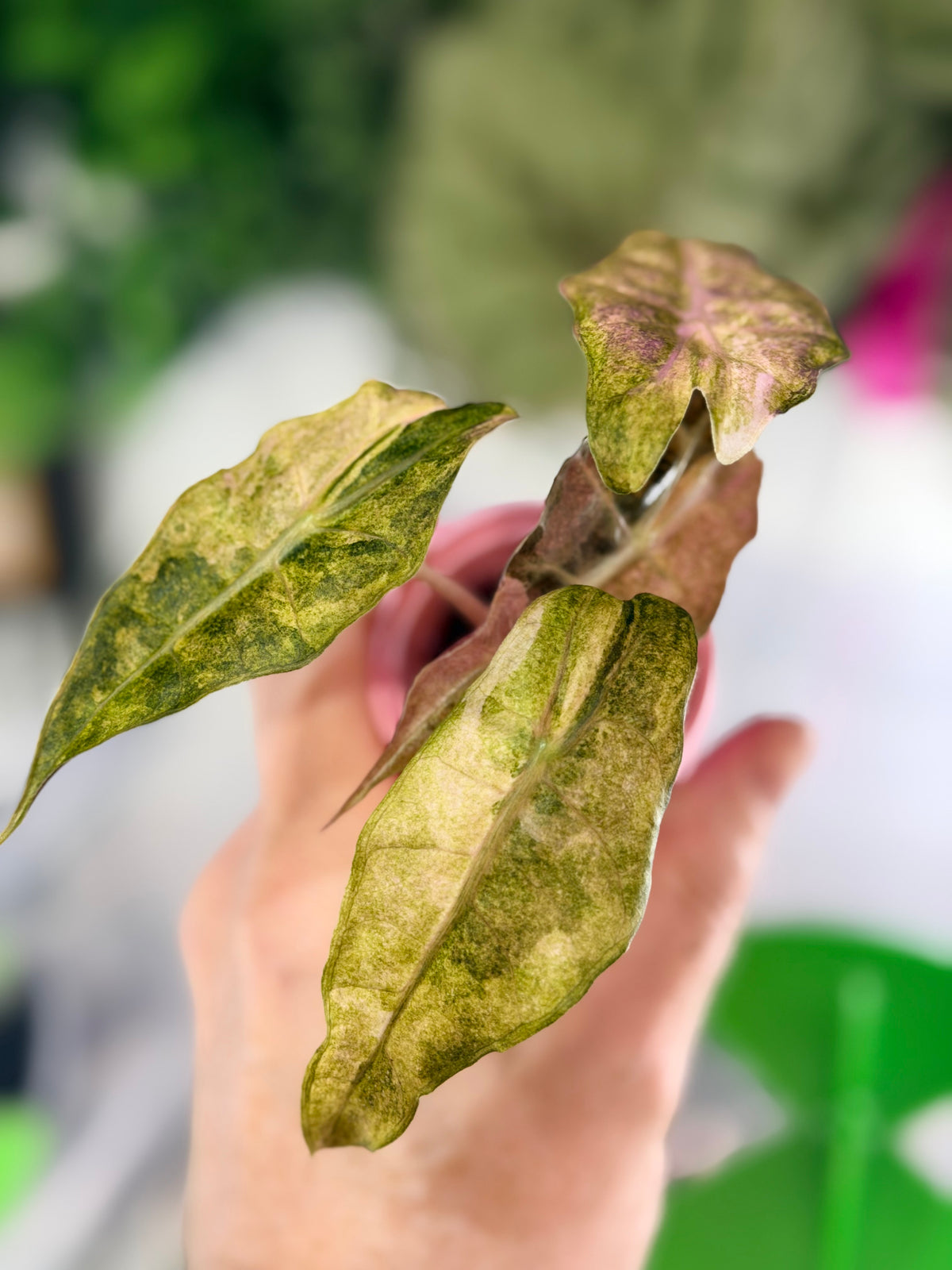 Alocasia 'Polly' Tri-Colour Variegated, pink, yellow and white marbling on arrow-shaped leaves