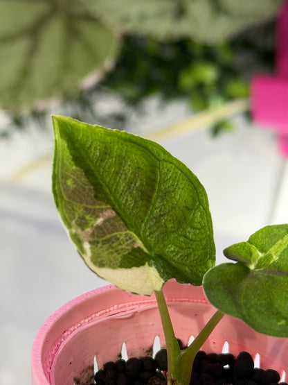 ALOCASIA ANTORO VELVET TRI COLOUR VARIEGATED