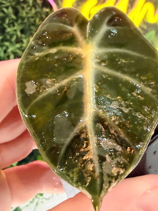 Alocasia Ballon Heart Pink