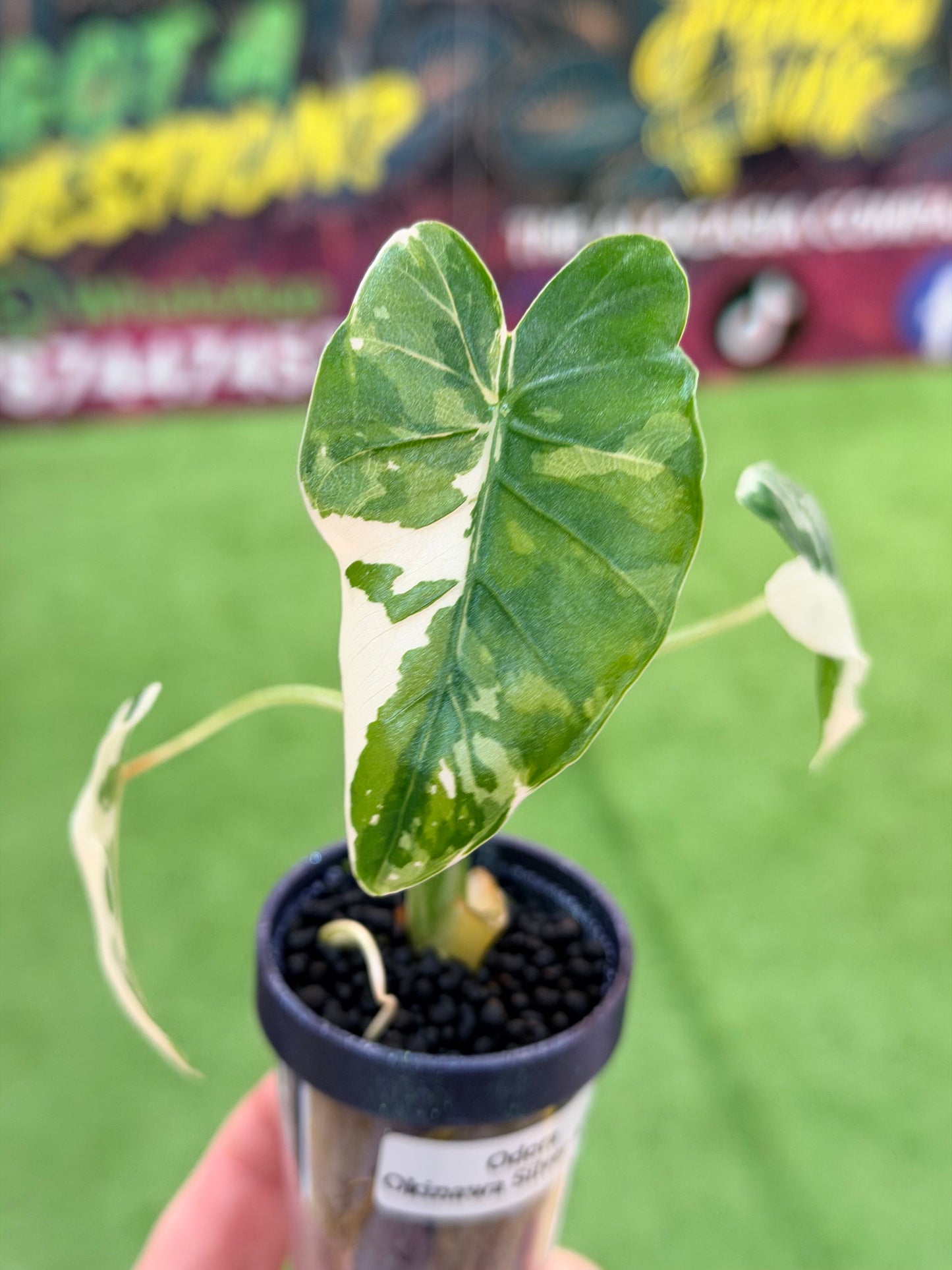 Alocasia Odora Okinawa Silver Albo