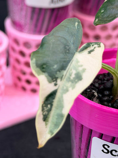 ALOCASIA SCABRIUSCULA ALBO VARIEGATED