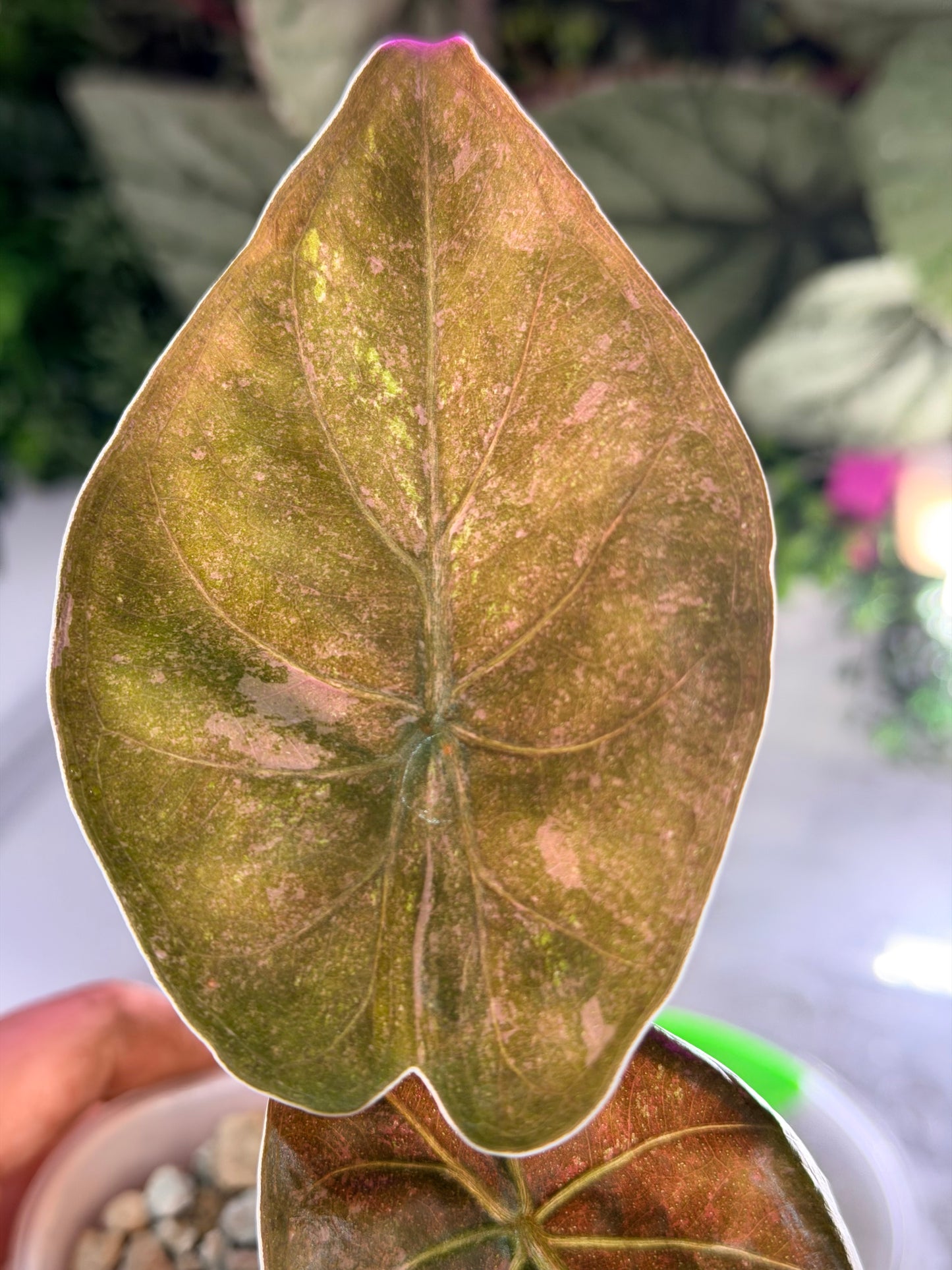 ALOCASIA WENTII PINK SPLASH