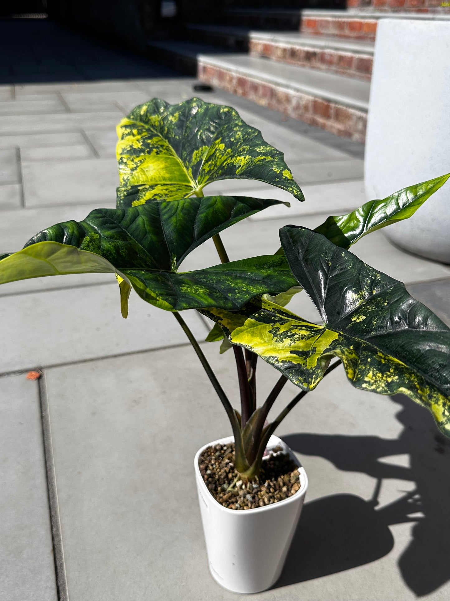 Alocasia Simpo Aurea