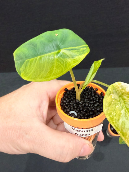 ALOCASIA VENUSTA AUREA