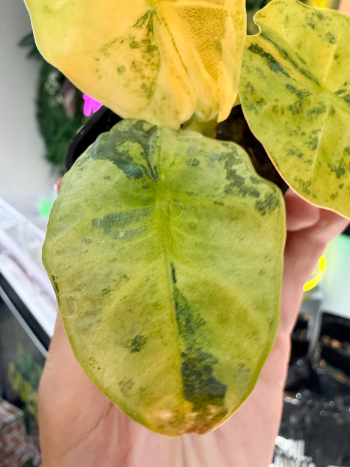 ALOCASIA SINTANG NEON VARIEGATED