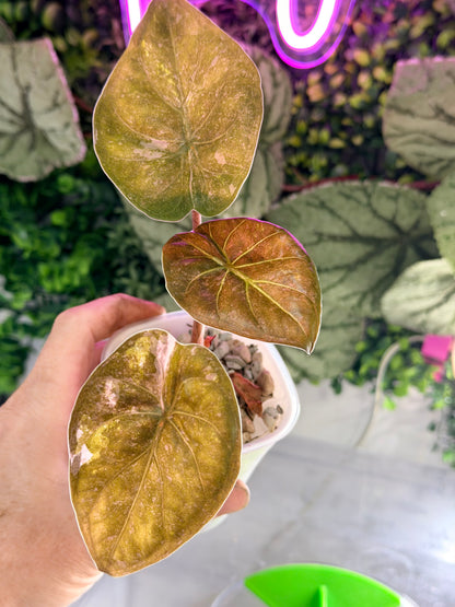 ALOCASIA WENTII PINK SPLASH