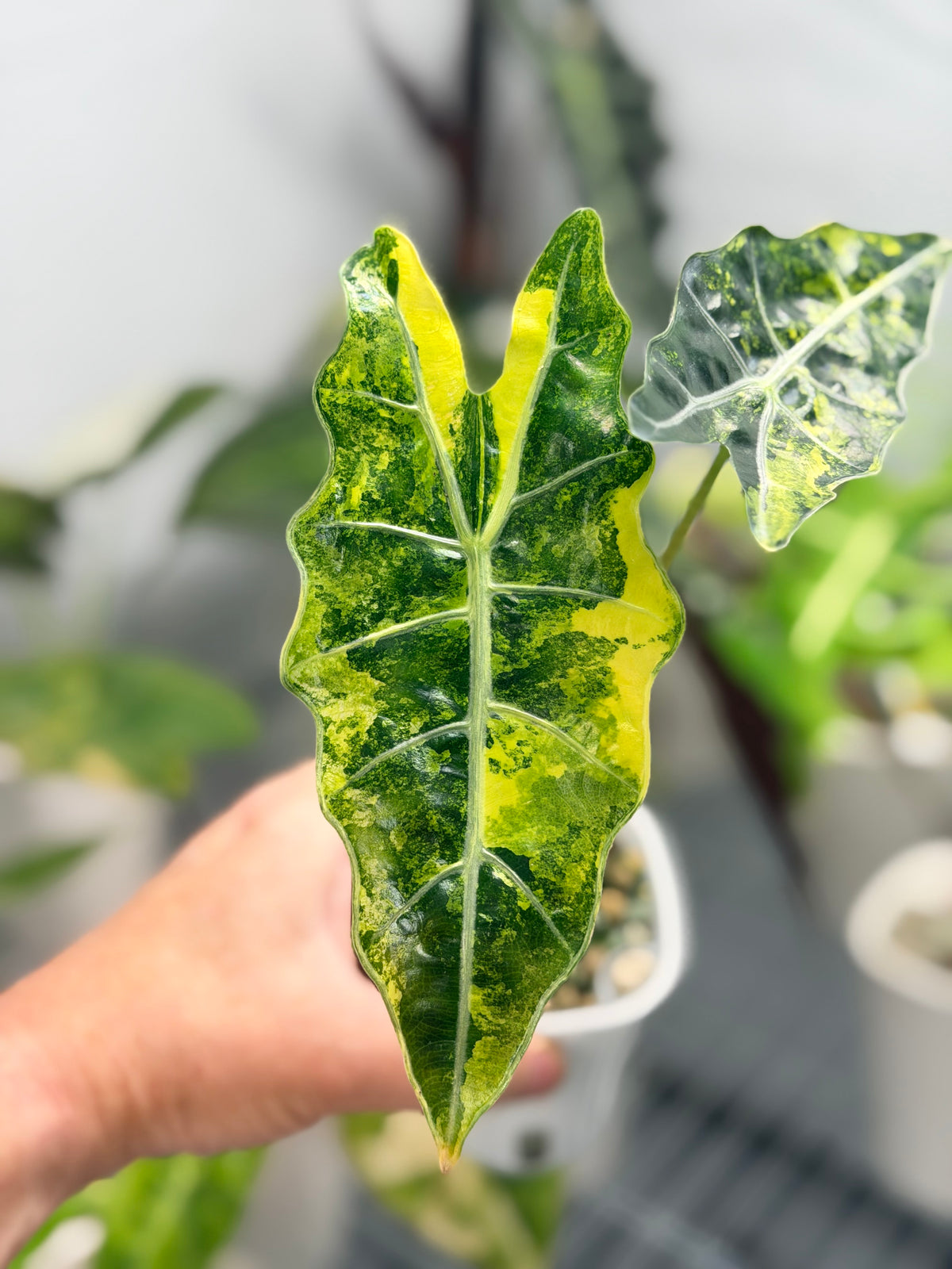 Alocasia sanderiana Aurea Variegated, yellow-gold sectors across deeply lobed kris-edged leaves