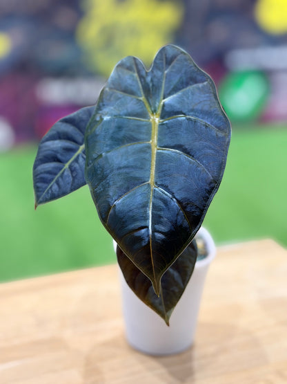 ALOCASIA BLOOD BONE
