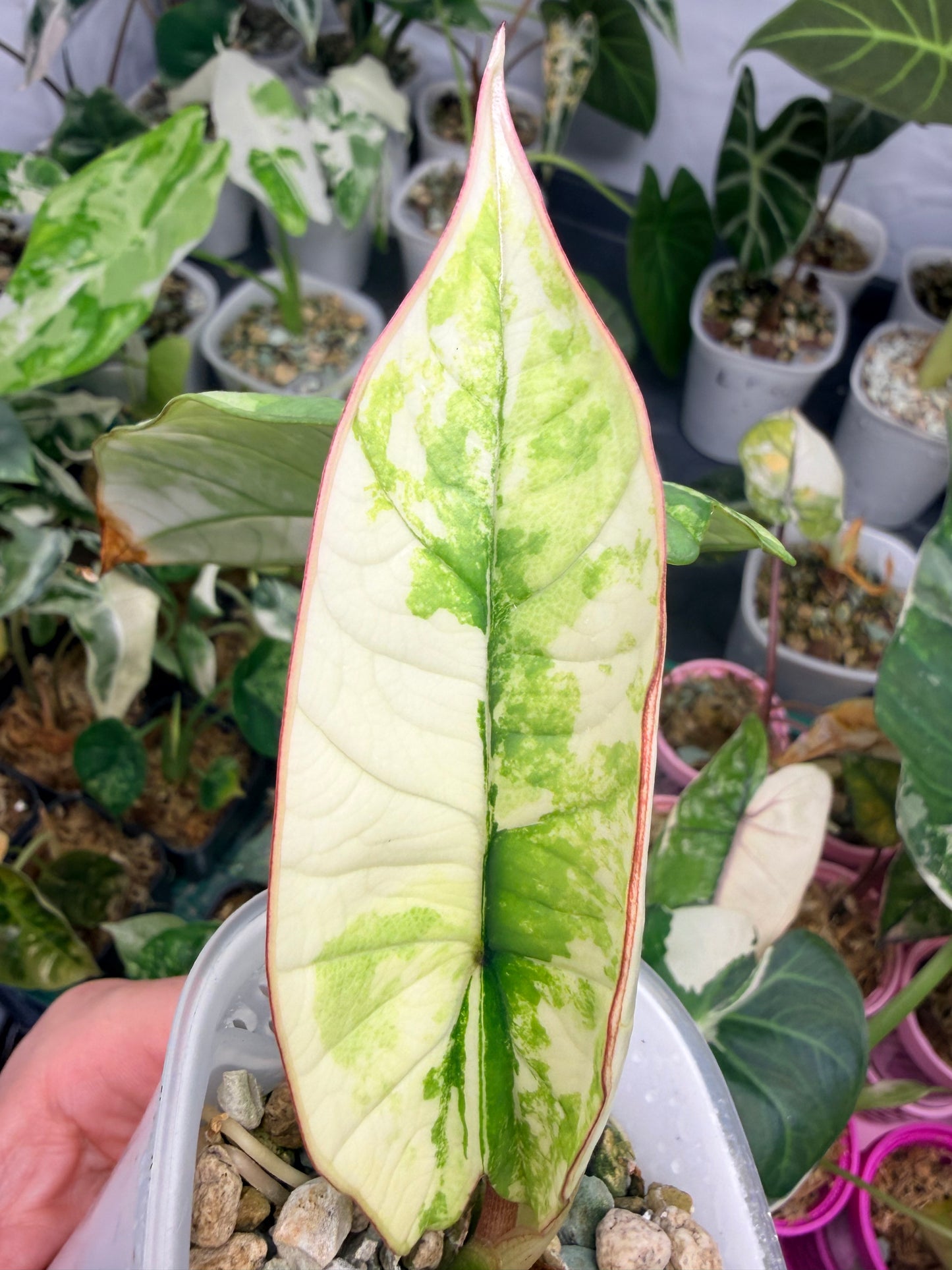 ALOCASIA BISMA PLATINUM ALBO VARIEGATED