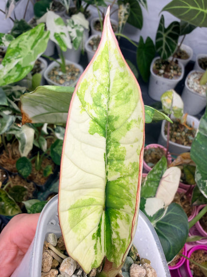 ALOCASIA BISMA PLATINUM ALBO VARIEGATED