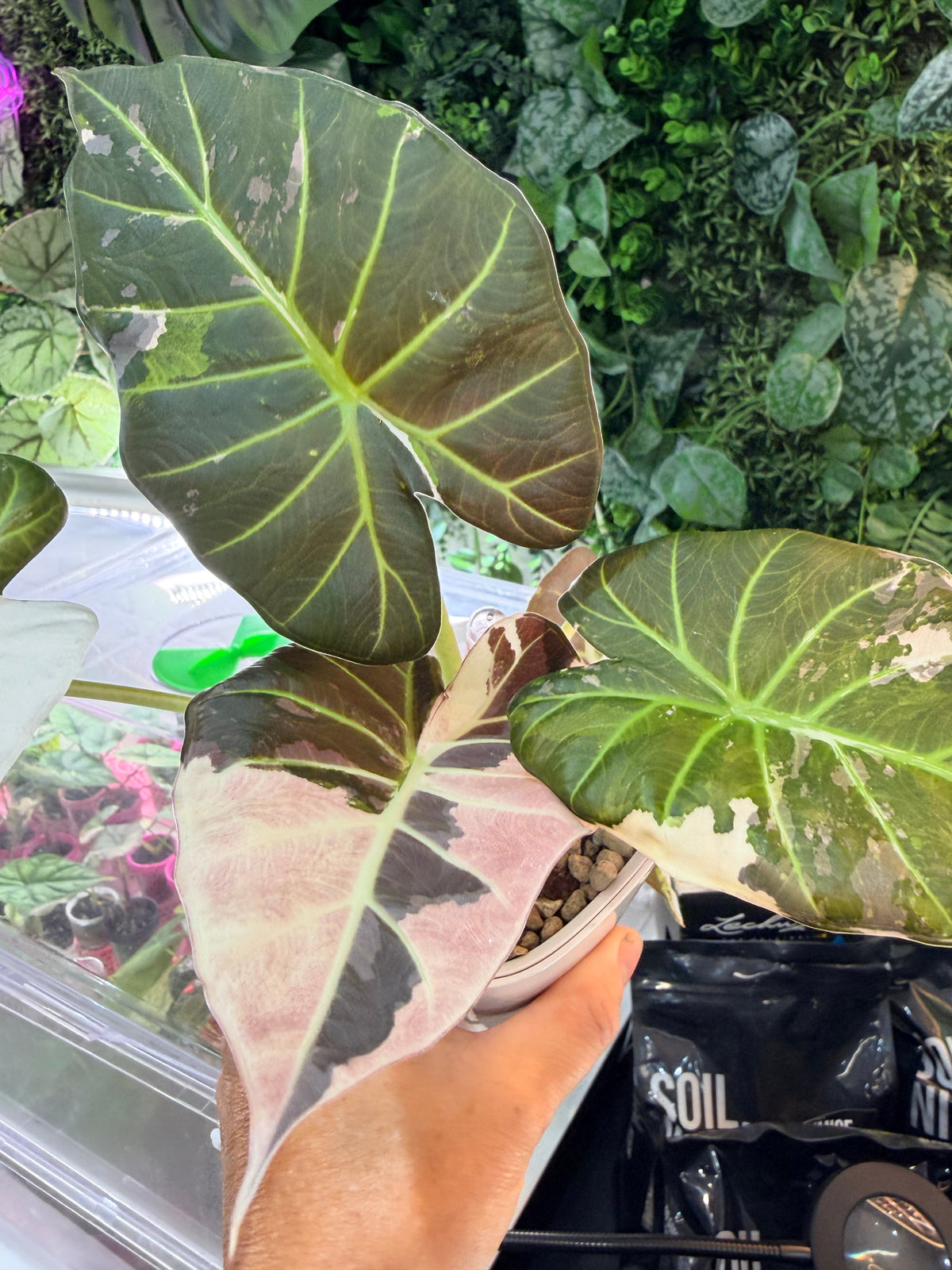 Alocasia 'Regal Shields' Pink Albo, pink and white variegation on huge ruffled shield-shaped leaves