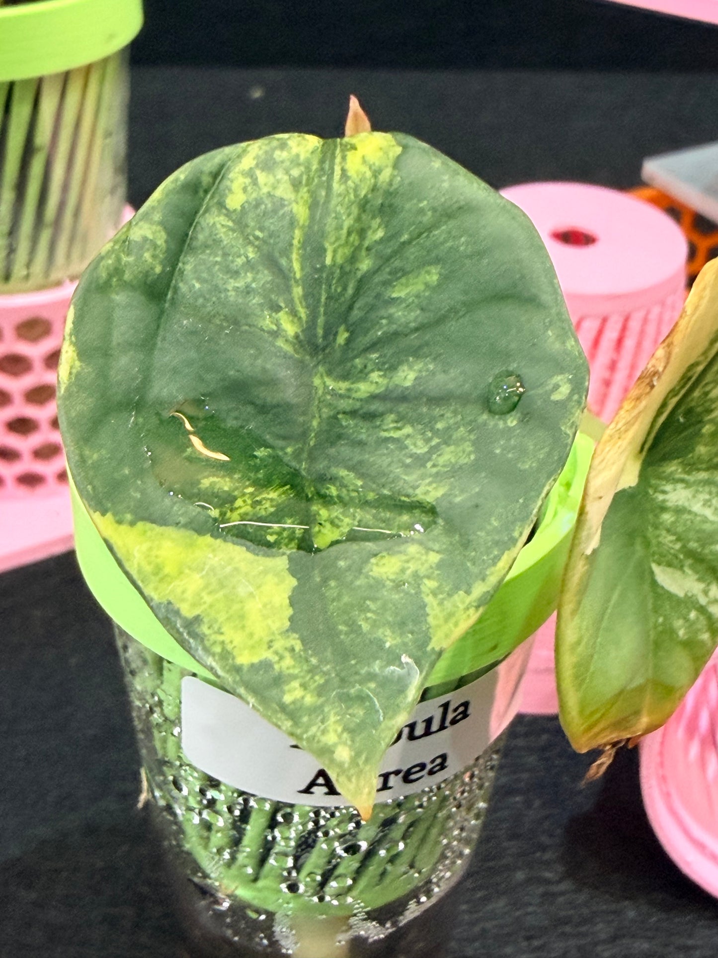 ALOCASIA NEBULA AUREA VARIEGATED