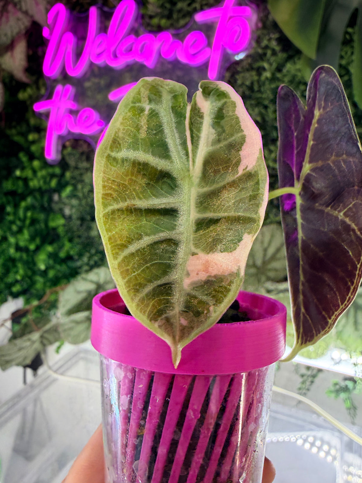 ALOCASIA WATSONIANA 'LIGHTNING' ALBO PINK VARIEGATED