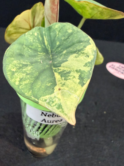 ALOCASIA NEBULA AUREA VARIEGATED