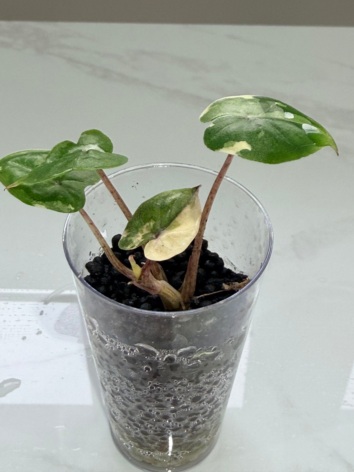 Alocasia Yucatan Princess Pink Variegated