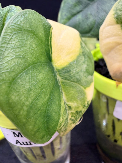 ALOCASIA MELO AUREA