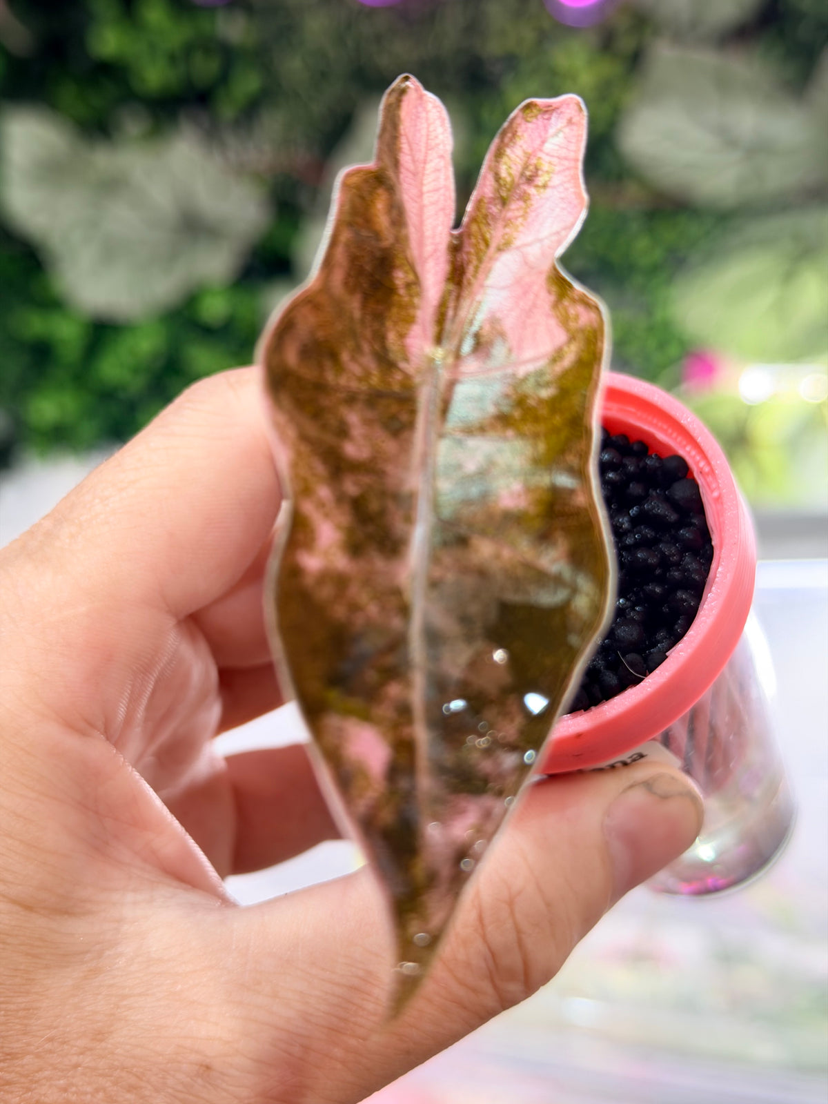 ALOCASIA PSEUDOSANDERIANA PINK VARIEGATED