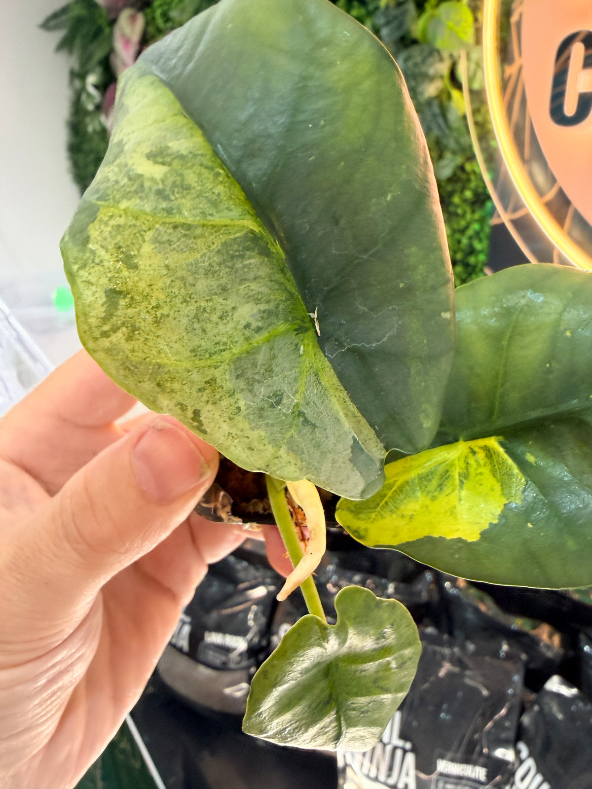 ALOCASIA SINTANG NEON VARIEGATED