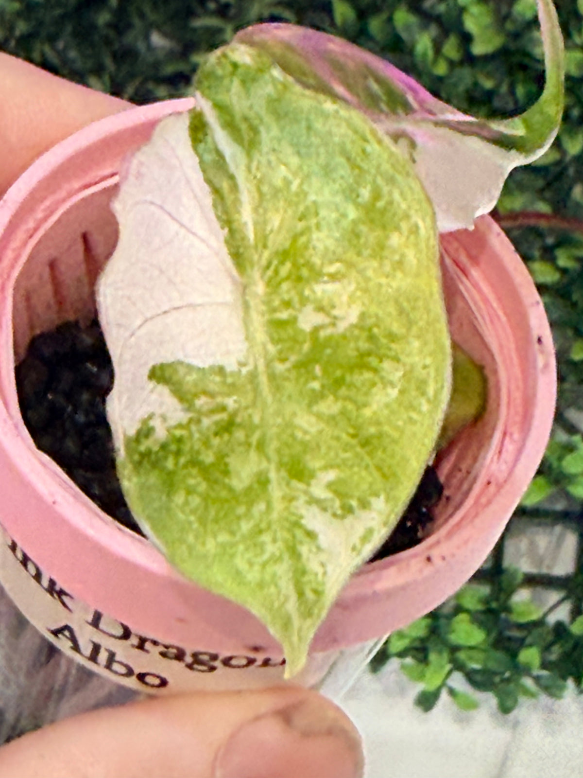 ALOCASIA PINK DRAGON ALBO VARIEGATED
