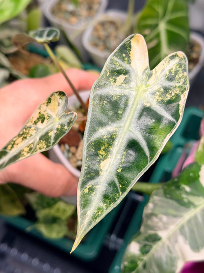 ALOCASIA BAMBINO AUREA