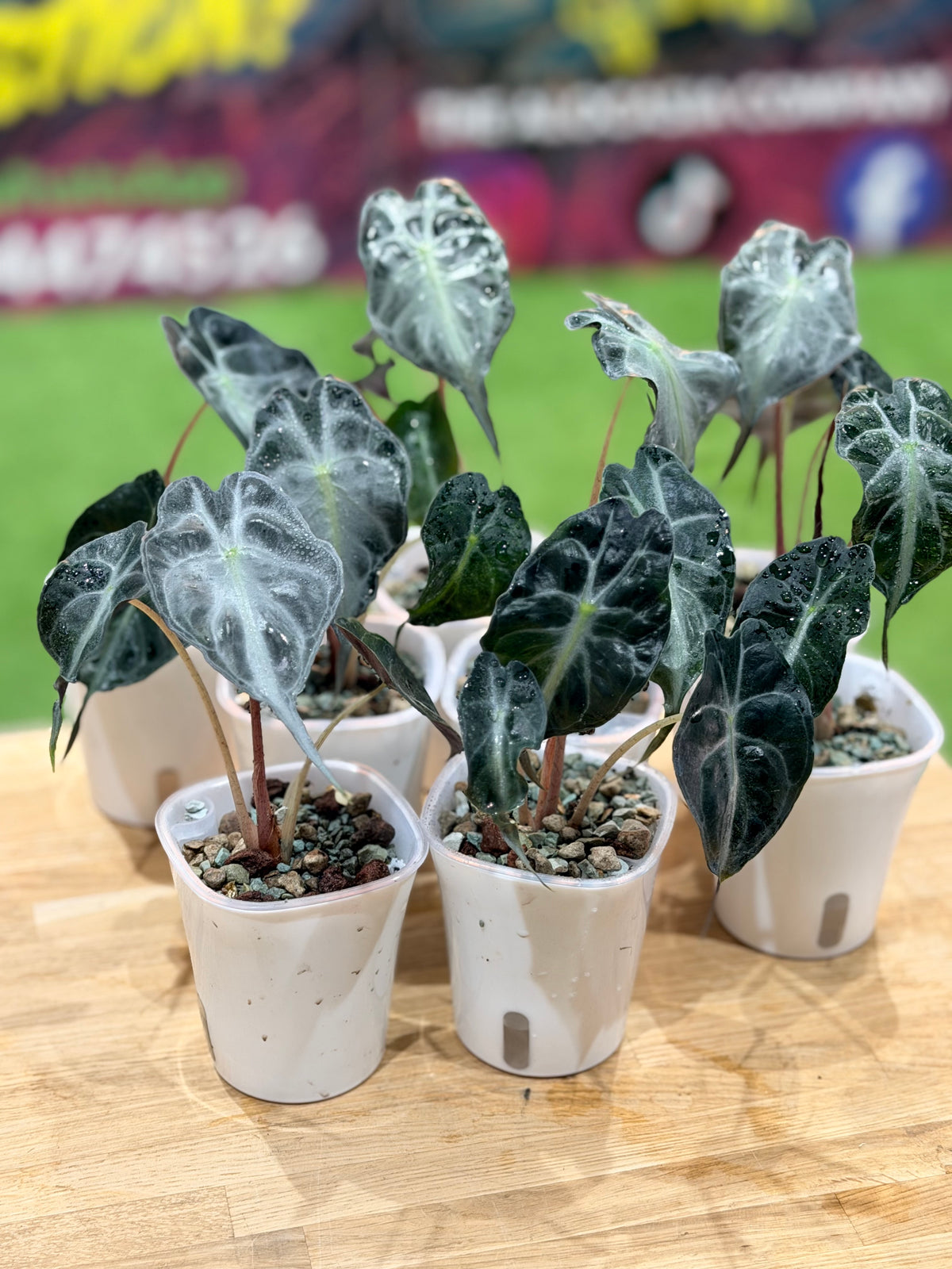Alocasia 'Venom', dark foliage marked with bold contrasting snakeskin veining