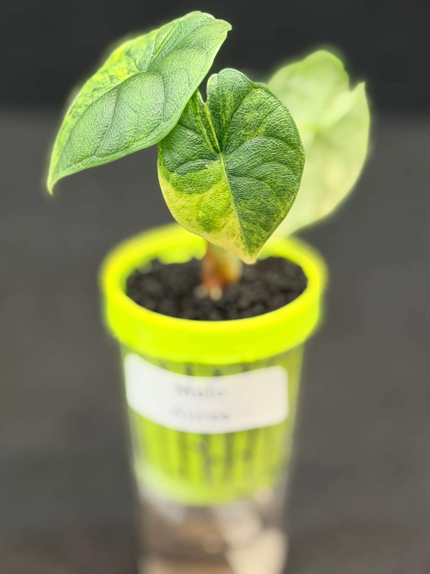 ALOCASIA MELO AUREA