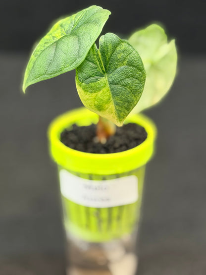 ALOCASIA MELO AUREA