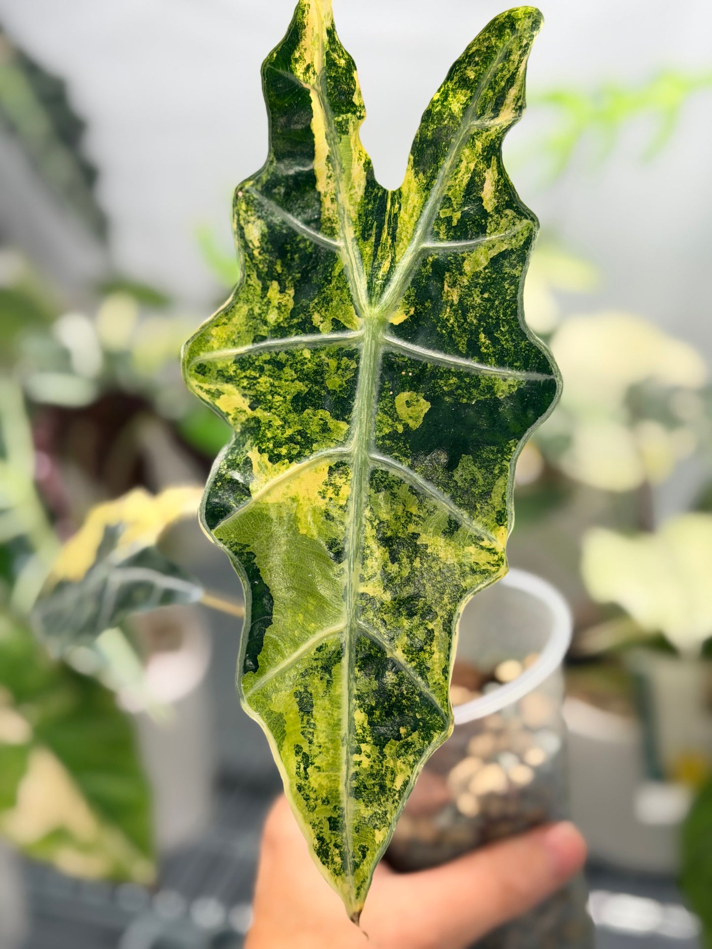 Alocasia sanderiana Aurea Variegated, yellow-gold sectors across deeply lobed kris-edged leaves