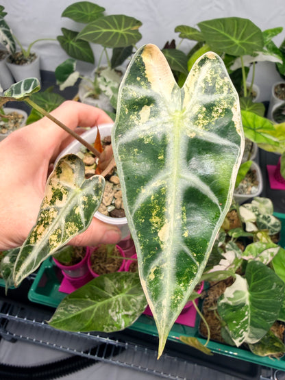 ALOCASIA BAMBINO AUREA