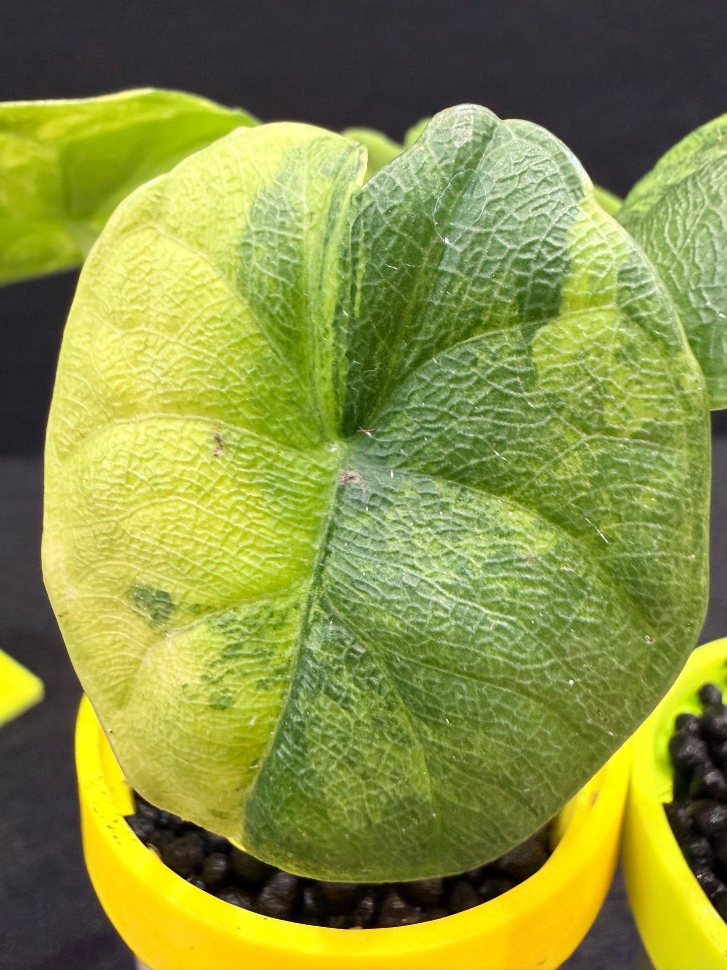 ALOCASIA MELO AUREA