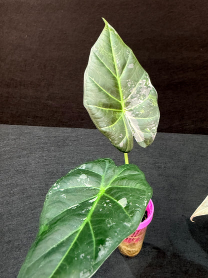 ALOCASIA REGAL SHEILDS ALBO