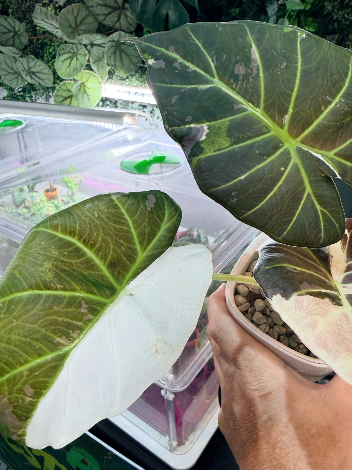 Alocasia 'Regal Shields' Pink Albo, pink and white variegation on huge ruffled shield-shaped leaves