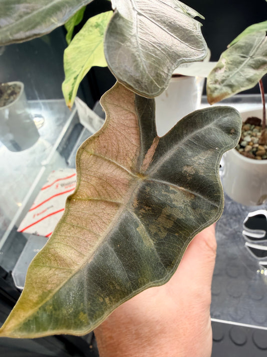 Alocasia Pseudosanderiana Pink Variegated