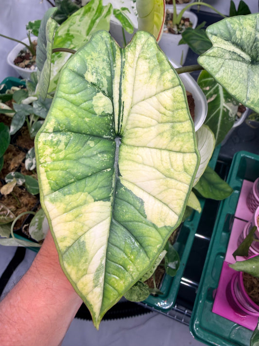 ALOCASIA BISMA PLATINUM ALBO VARIEGATED