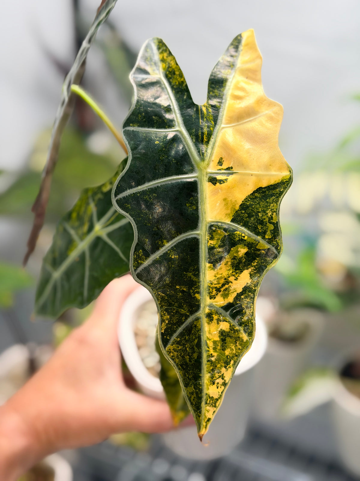 Alocasia sanderiana Aurea Variegated, yellow-gold sectors across deeply lobed kris-edged leaves