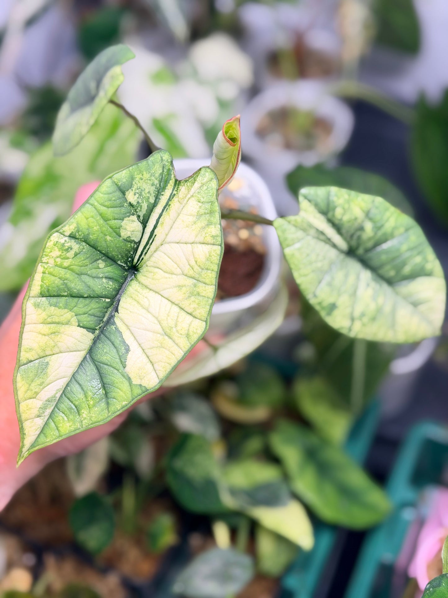 ALOCASIA BISMA PLATINUM ALBO VARIEGATED
