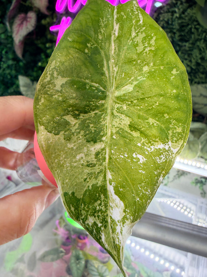 ALOCASIA PINK DRAGON ALBO VARIEGATED
