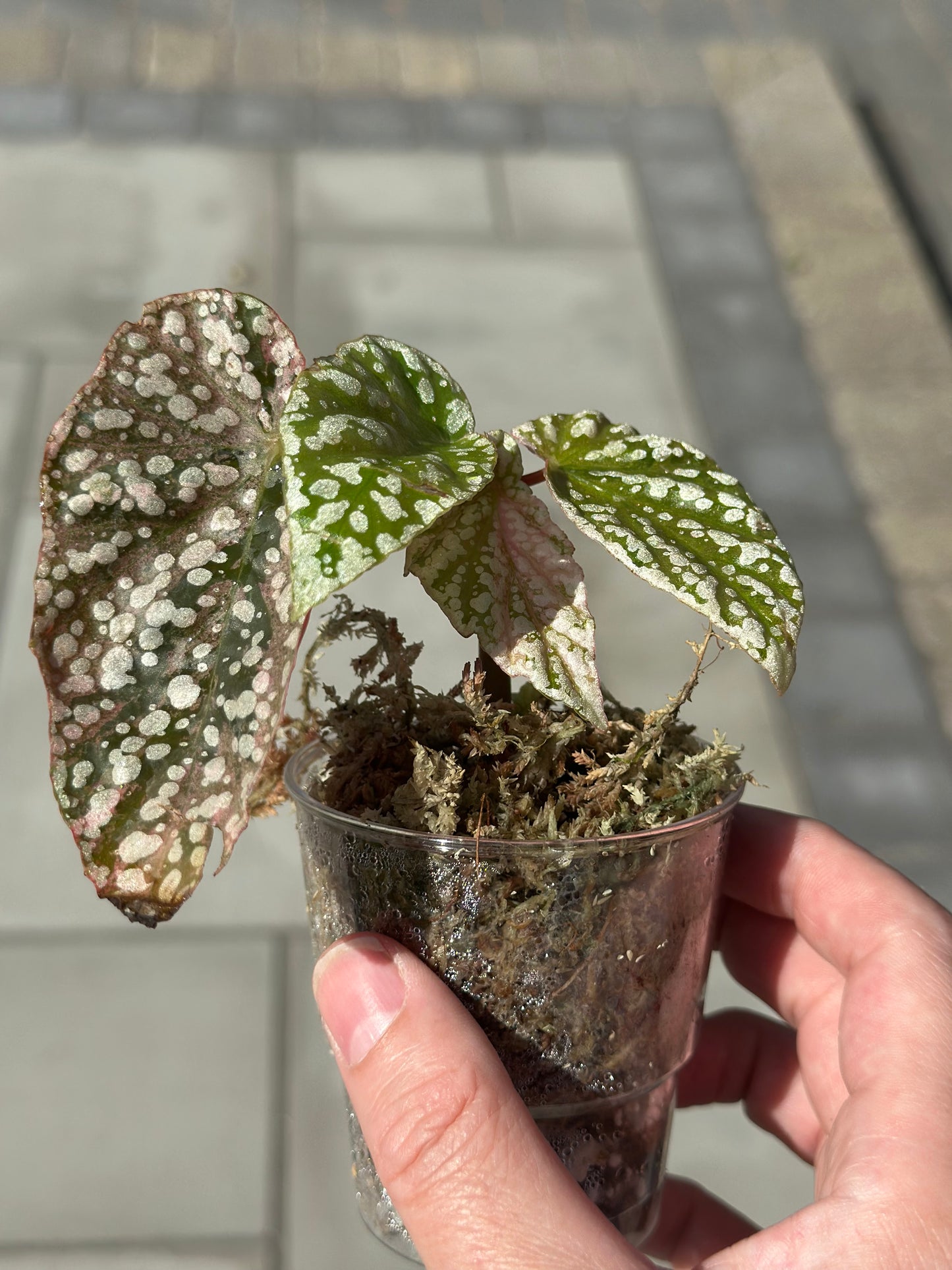 Begonia Snowcap Variegated Pink