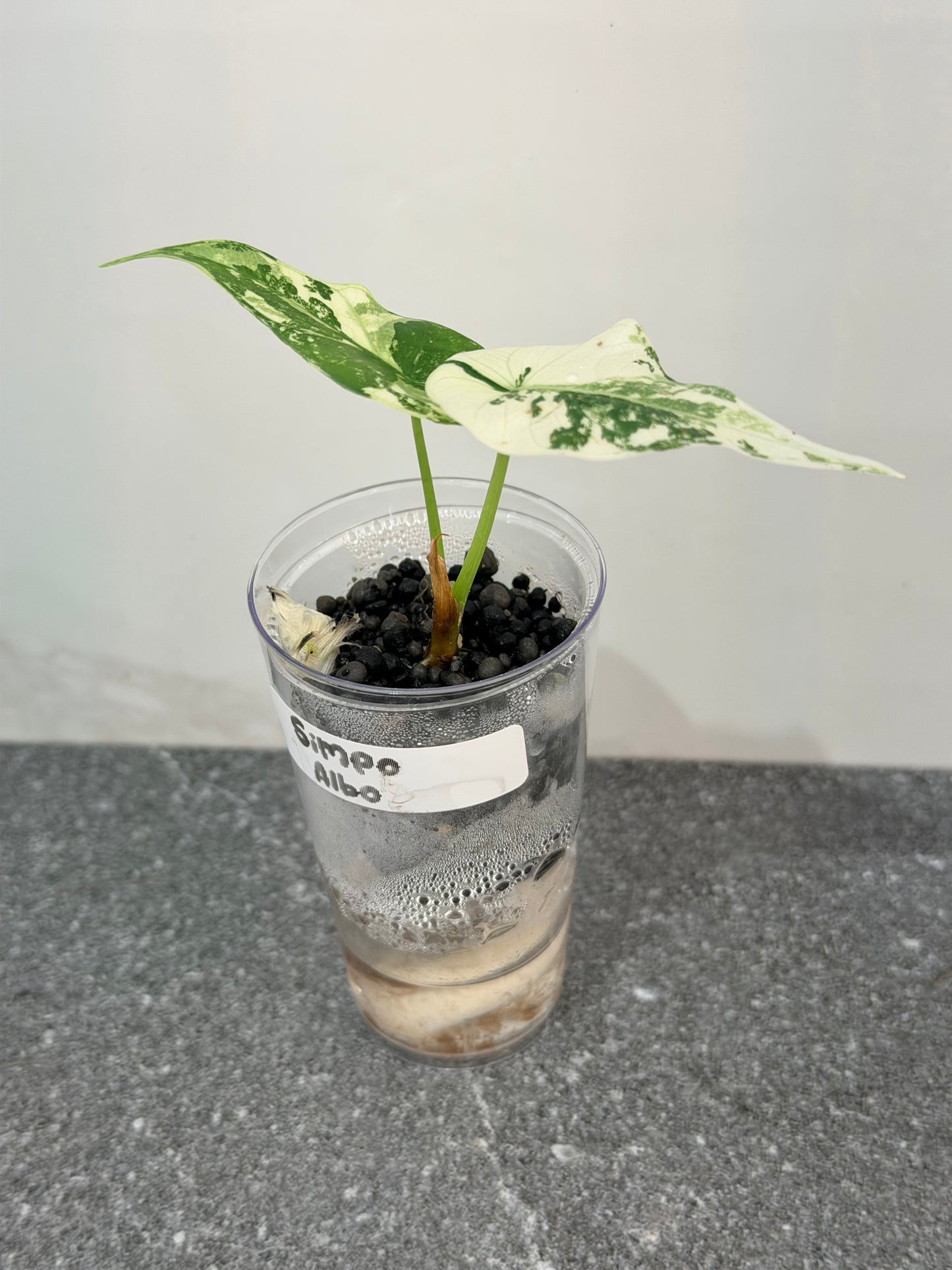 Alocasia Simpo Albo