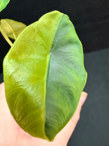 ALOCASIA VENUSTA AUREA