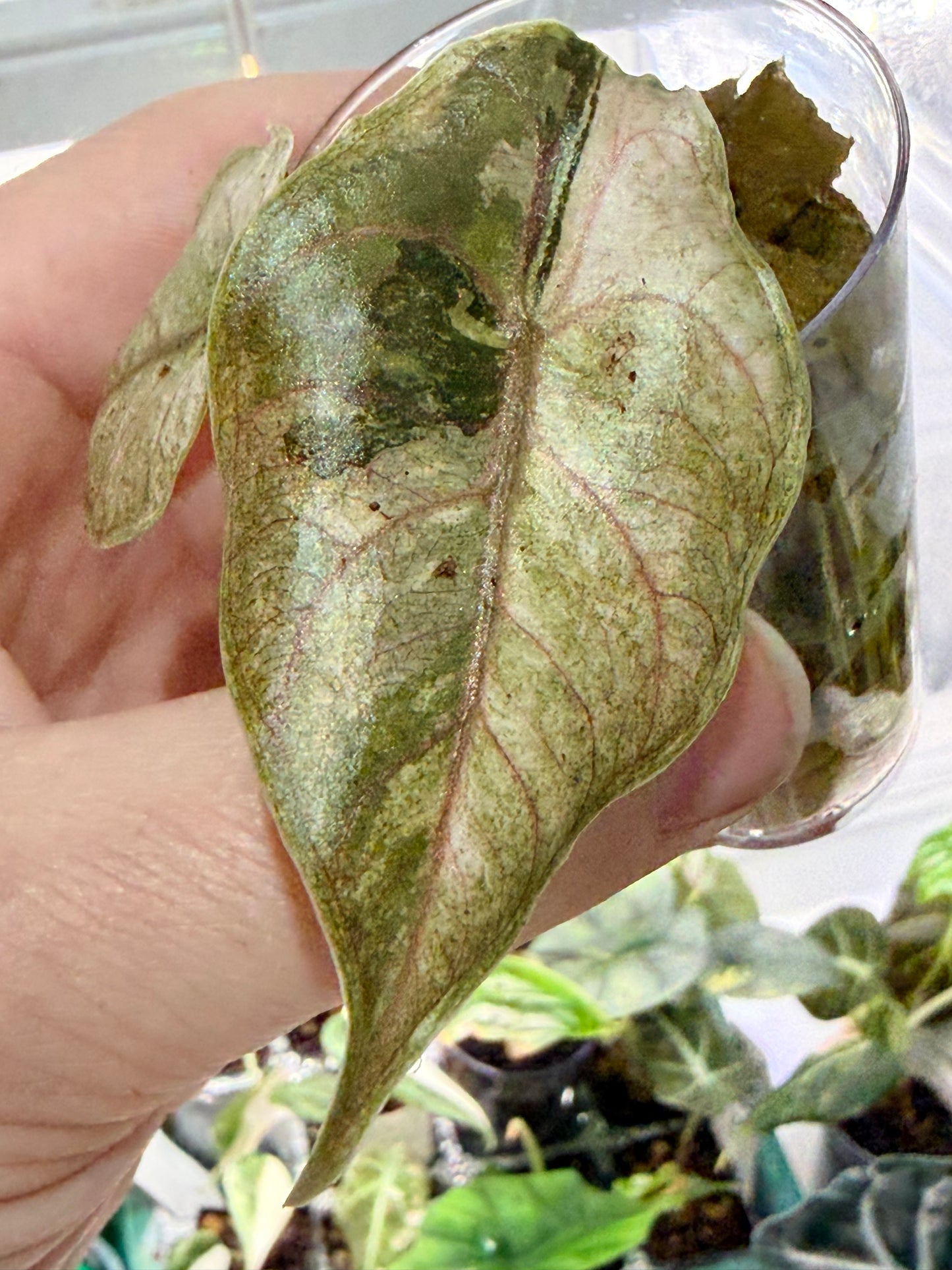 Alocasia Azlanii Albo Pink Variegated