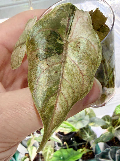 ALOCASIA AZLANII ALBO PINK VARIEGATED